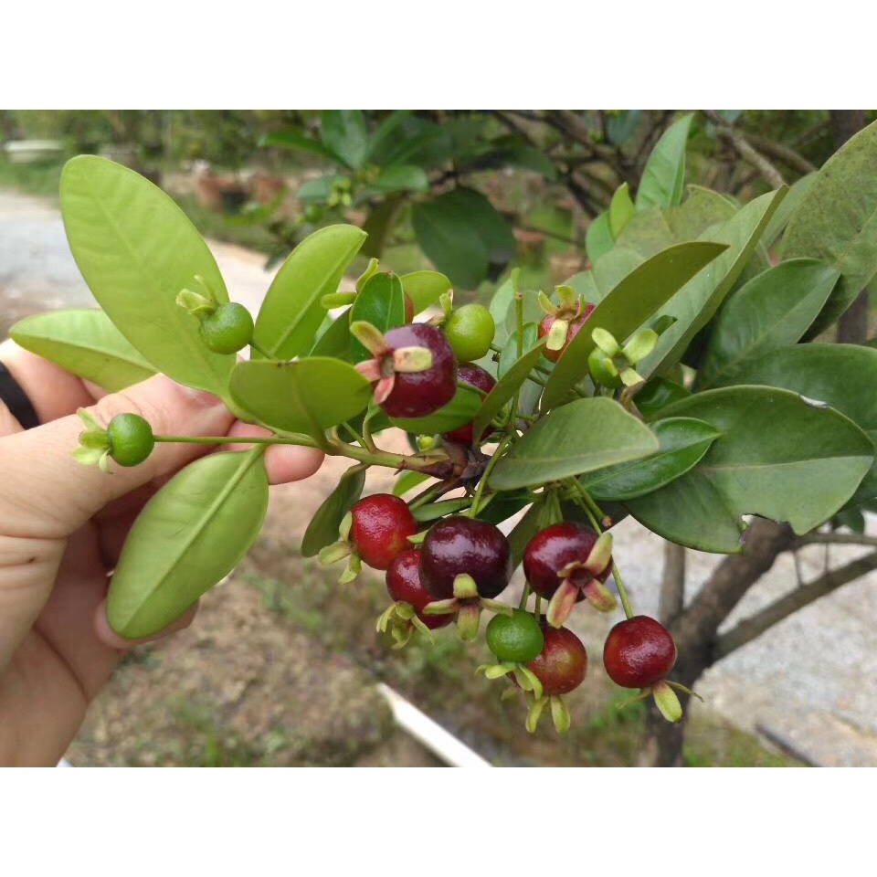 Cây Cherry Brazil - Cherry Nam Mỹ cây cao khoảng 40 - 50cm