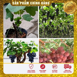 Hạt Giống Nho Pháp