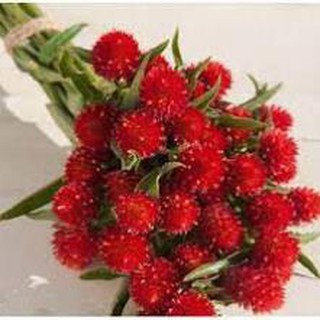 Hạt giống hoa cúc bách nhật/ cúc nút áo đỏ tươi siêu xinh