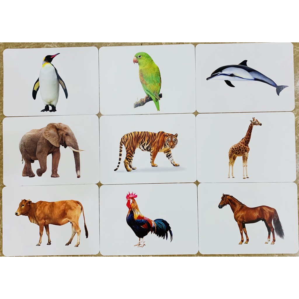 Flashcard Thế Giới Xung Quanh 21x15cm Glenn Doman Chuẩn Ivory 350