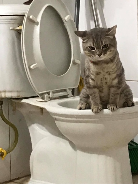[Mã 99FMCG giảm 7% tối đa 100K đơn 500K] Bộ huấn luyện mèo đi vệ sinh trong bồn toilet nhập khẩu