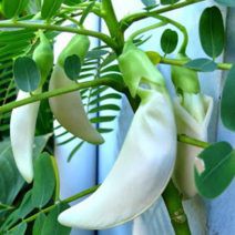 Hạt giống Bông so đũa
