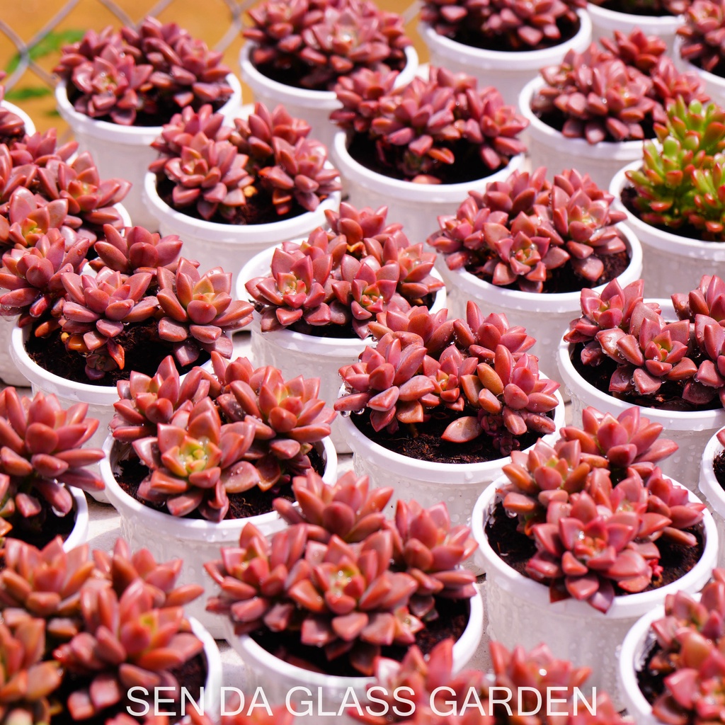 Sen đá đá đỏ chậu treo 8cm GLASS GARDEN giống hình, Bao Khỏe, Lỗi 1 đổi 1