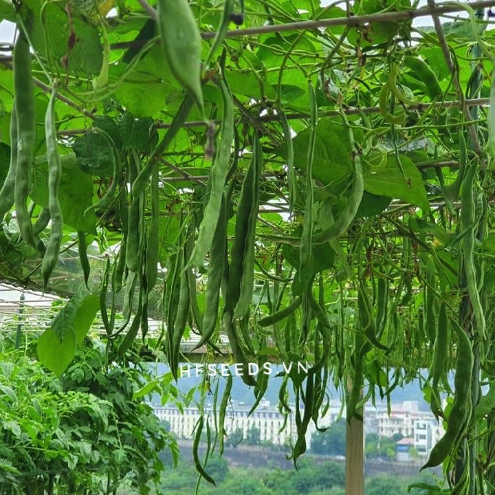 Gói 10 hạt giống đậu cove Mỹ quả dẹt - tỷ lệ nảy mầm 93%