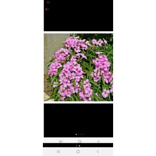 bầu 6 cây chiều hồng