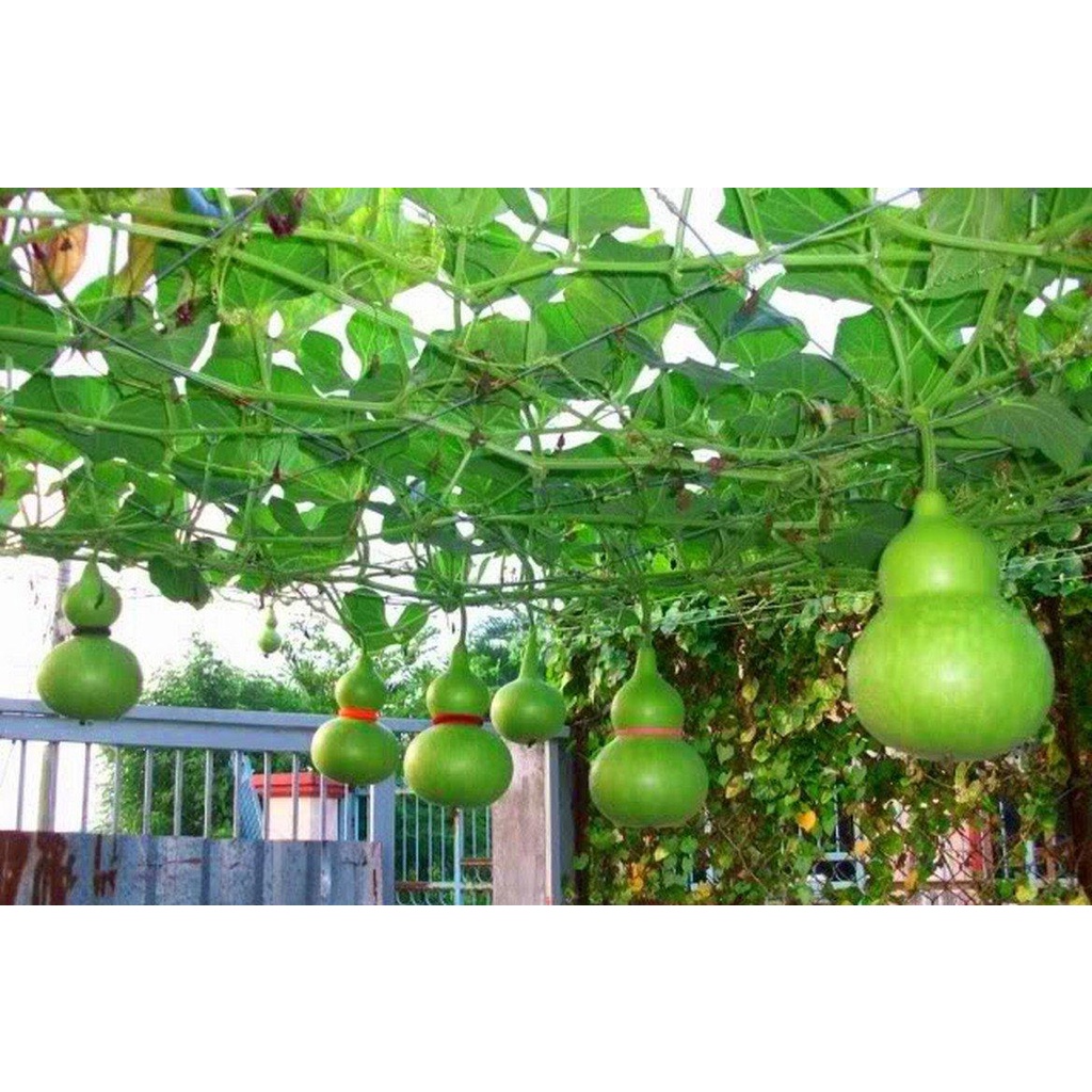 Hạt Giống Bầu Hồ Lô