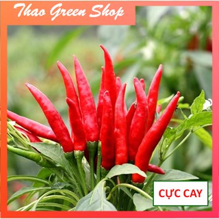Hạt giống ớt chỉ thiên chùm SIÊU CAY Đài Loan