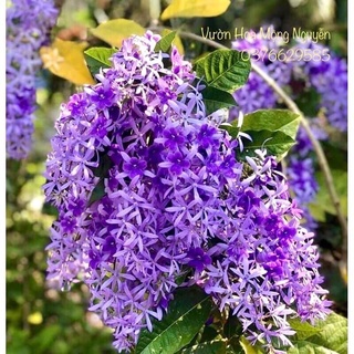 (1 cây) Cây mai xanh Thái Lan bông tím (hoa chùm) - cao 40-70cm