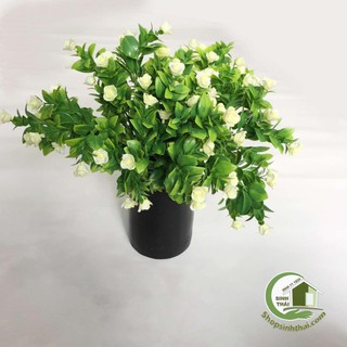 Bụi cây lá xanh hoa trắng nhỏ