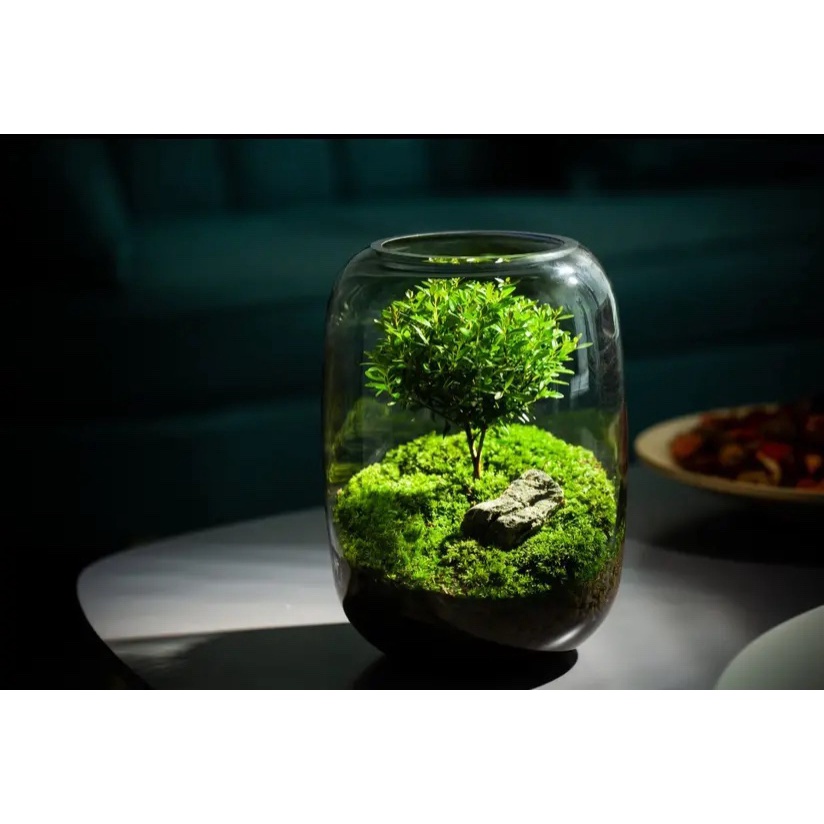 Bể tiểu cảnh để bàn - sinh thái chai lọ