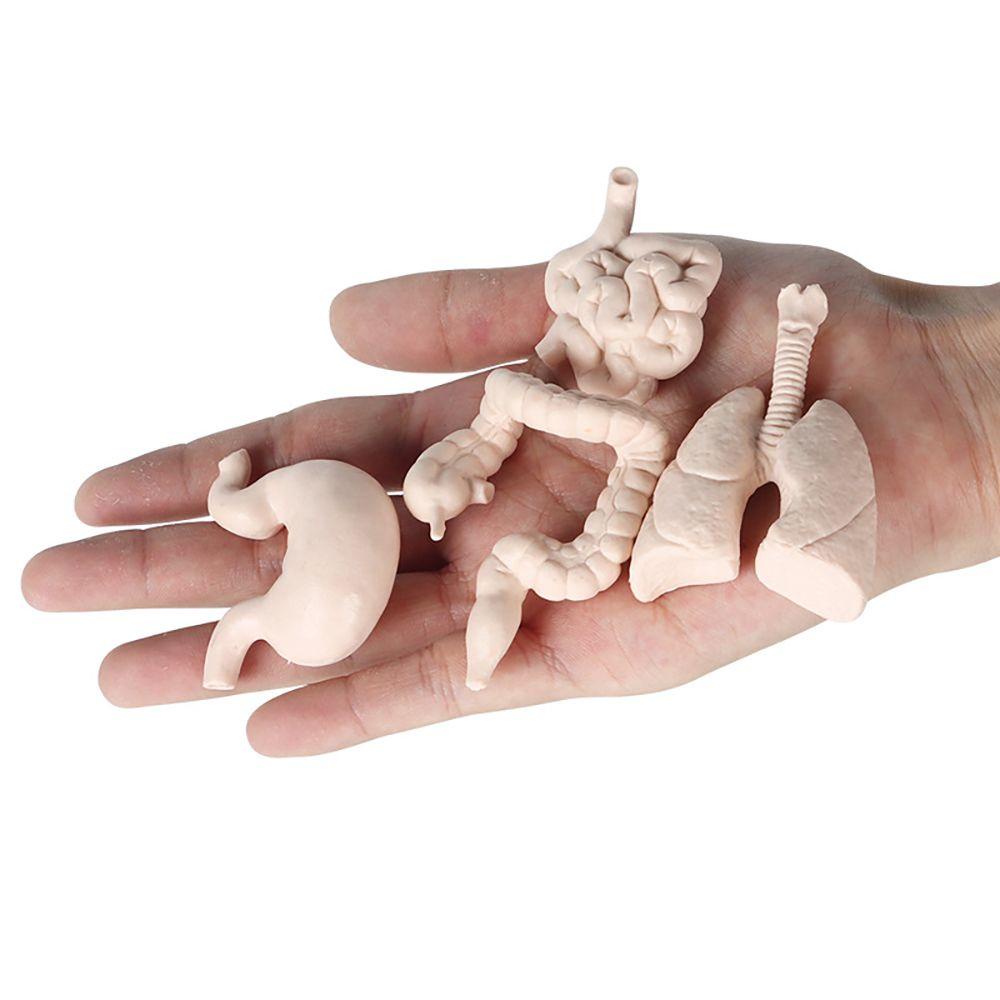 Bộ 8 Mô Hình Đàn Organ Con Người Montessori Tự Nhiên Giúp Bé Học Hỏi