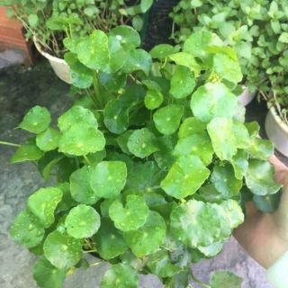 Rau má kiểng cỏ đồng tiền