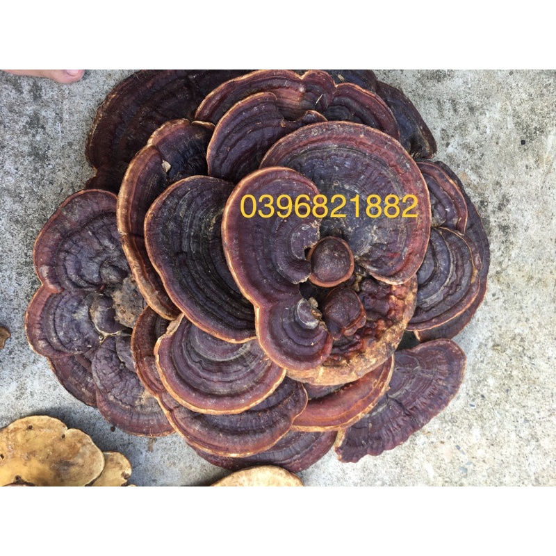 Nấm linh chi chuẩn rừng 1 kg