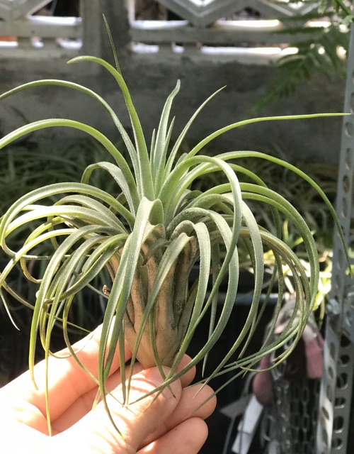 Cây không khí Tillandsia victoria -Victoria giant.