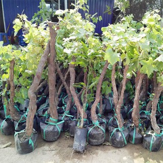 2 Gốc Nho Ninh Thuận