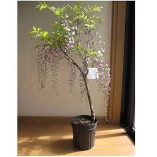 CÂY GIỐNG HOA TỬ ĐẰNG THÂN GỖ