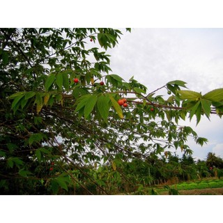 Cây giống trứng cá