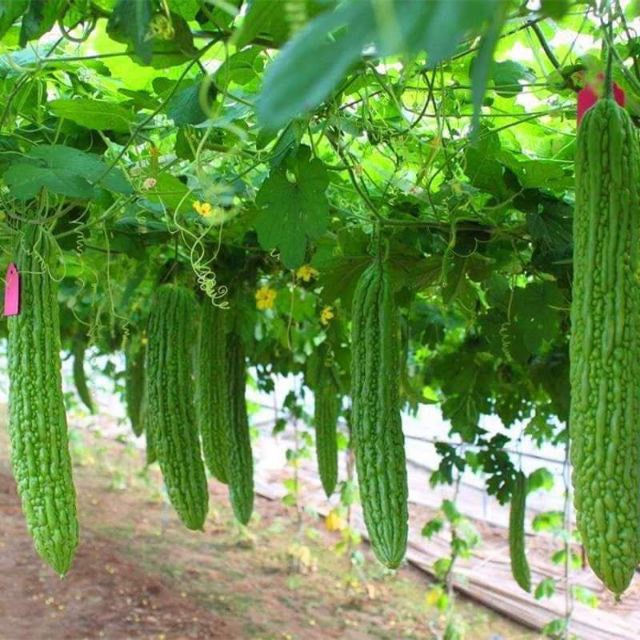 Hạt Giống Mướp Đắng (Khổ Qua) Siêu Trái F1 [ gói 100gram,200gram,500gram]