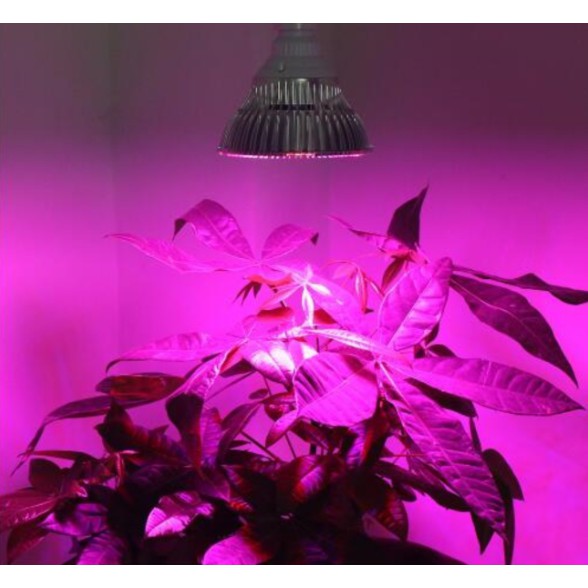 Led trồng cây đủ phổ 50w cao cấp | BigBuy360 - bigbuy360.vn