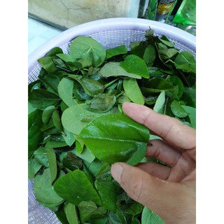 Lá sương sâm (sâm lông và sâm lá thường)