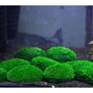 RÊU MINIFISH BÁM ĐÁ [ Trang Trí Thủy Sinh ]