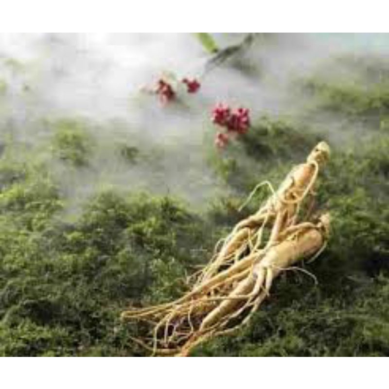 NƯỚC UỐNG QUẢ SÂM HÀN QUỐC