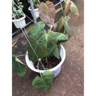 <GIÁ RẺ NHẤT>Trầu bà Mican (MICAN PHILODENDRON