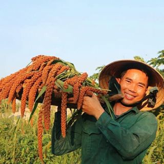 HẠT KÊ ( bán gói lẻ 5k như hình 2)