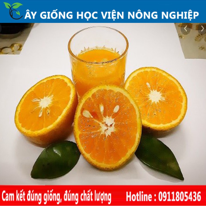 giống cam sành Hà Giang