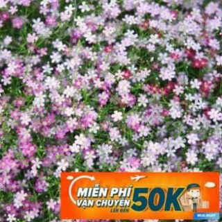 100 hạt giống hoa baby mix luckyseadtg