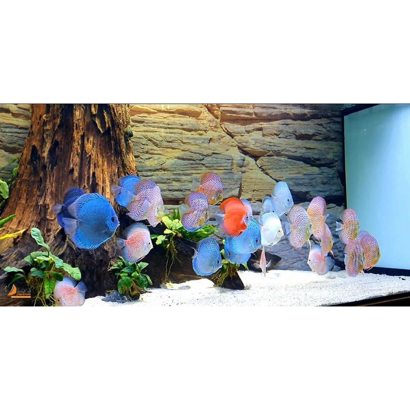 Thức ăn cá cảnh Tetra Color 300gr | Cám kích màu cá, hỗ trợ lên màu đẹp thích hợp nhiều loại cá Thủy Sinh, cá Đĩa