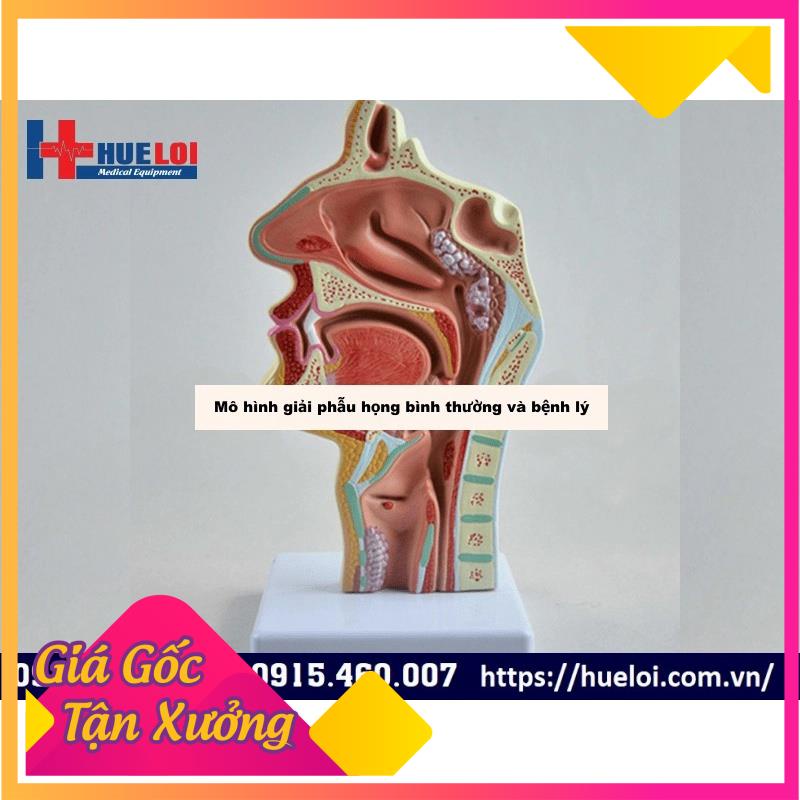 y tế chính hãng mô hình họng bình thường và bệnh lý