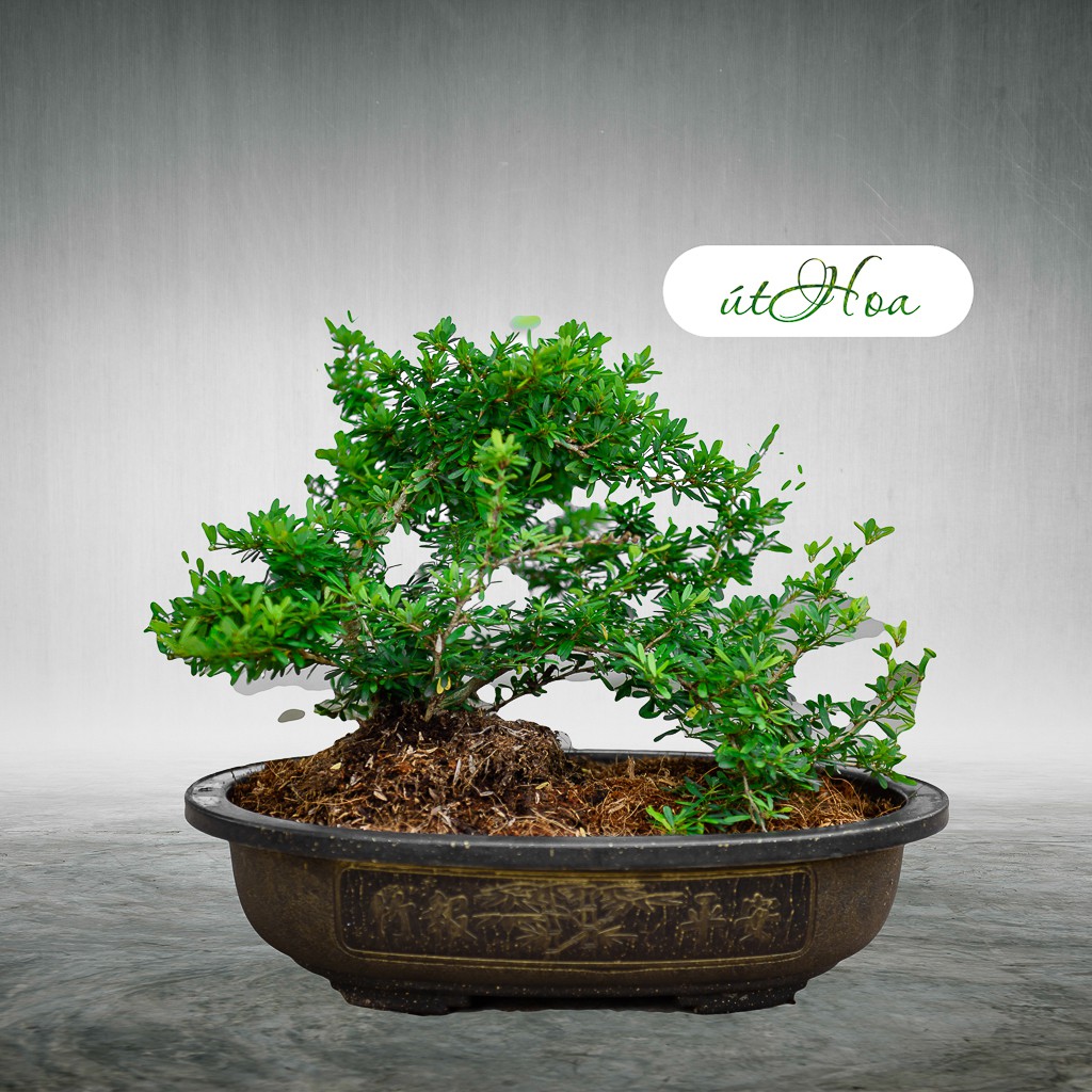 Chậu trồng cây Bonsai bầu dục Giá rẻ, nhiều màu