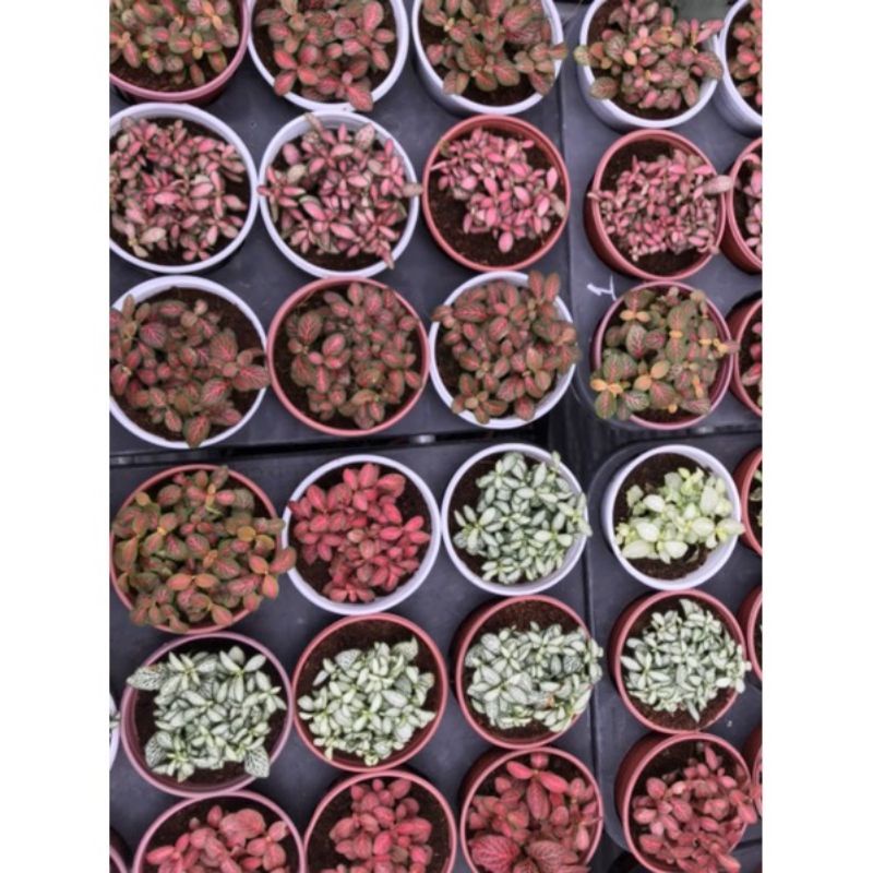 Chậu cứng Fittonia- c.ây lá may mắn, cây khoẻ dễ chăm sóc