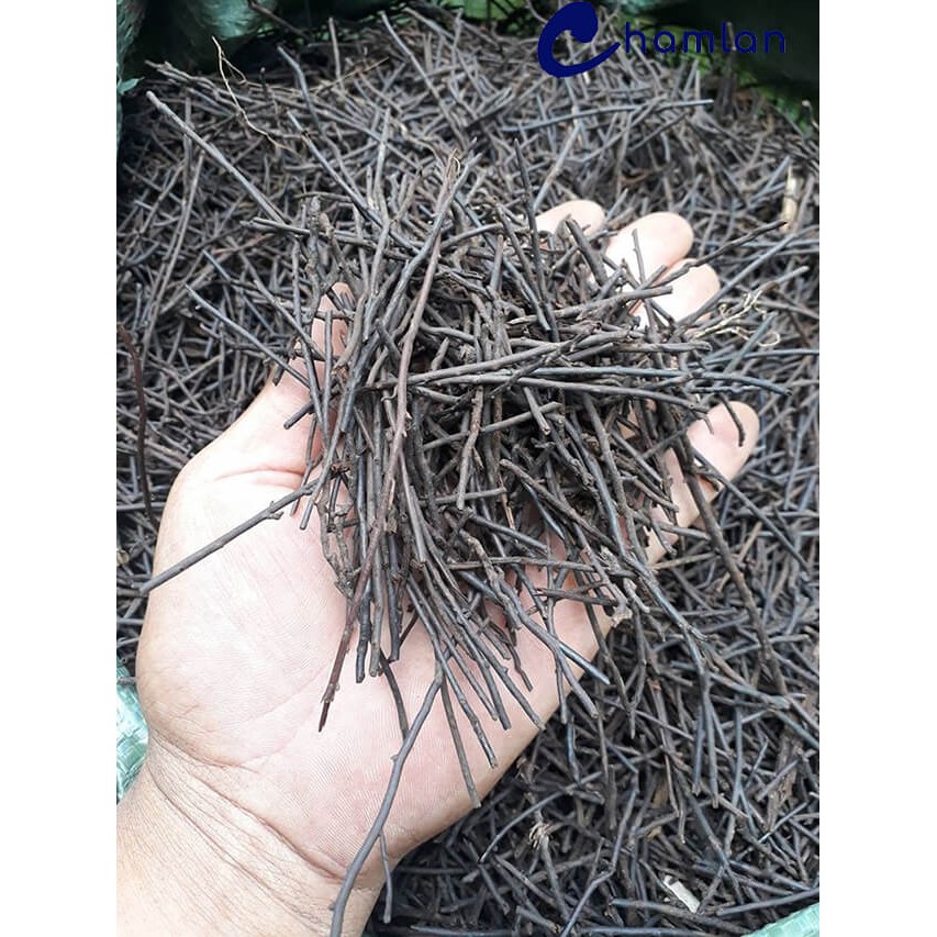 Dớn vụn trồng lan