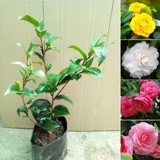 Trà My Tứ Quý, Cây trà tứ quý ra hoa quanh năm, Trà My cây cao 50cm, trà my
