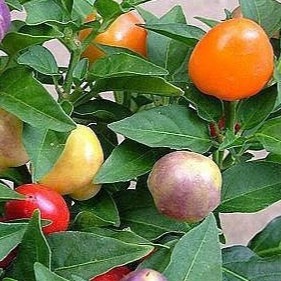 Hạt giống ớt đào tiên  - Gói 20 hạt