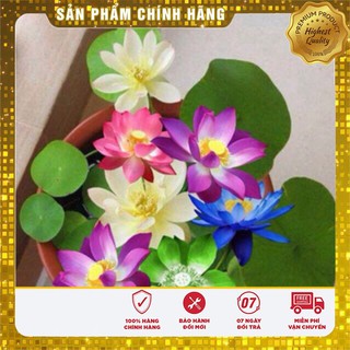 Hạt Giống Sen Mini Nhật( 5 hạt)