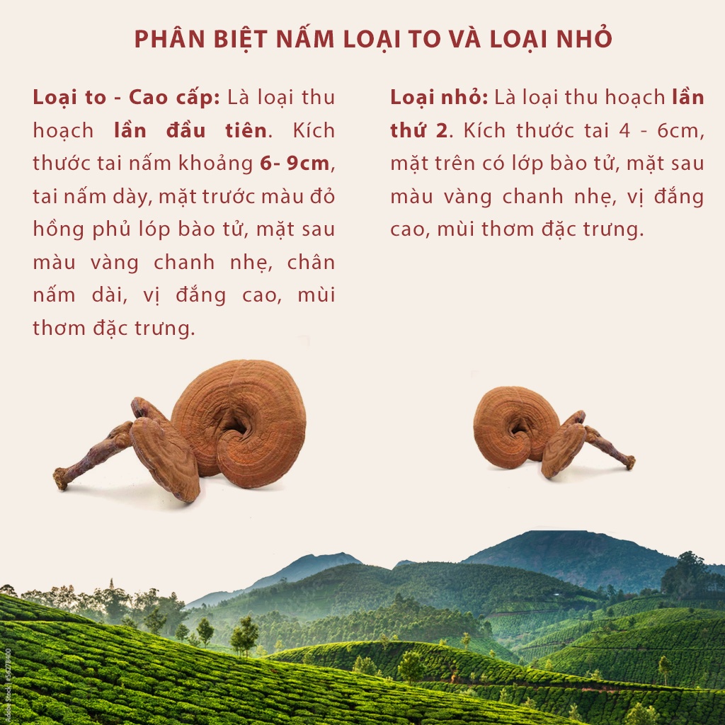 Nấm linh chi đỏ Đà Lạt còn nguyên bào tử nấm, Dalat cordyceps, nấm nhỏ, 250gr