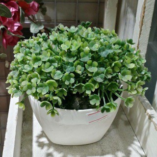 Chậu cây phát lộc