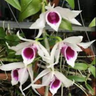 Dã Hạc 5CT họng Tím