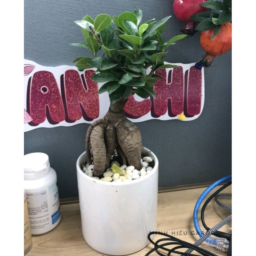 Cây si nhật bonsai, cây xanh trang trí sân vườn dễ chăm sóc