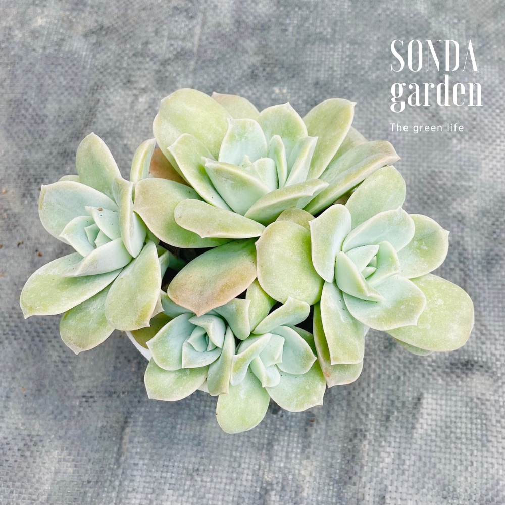 Sen đá hồng hà lan lá lớn SONDA GARDEN size trung bình 10cm, cây cảnh trang trí nhà cửa, lỗi 1 đổi 1