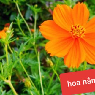 Gói 500 hạt hoa sao nhái