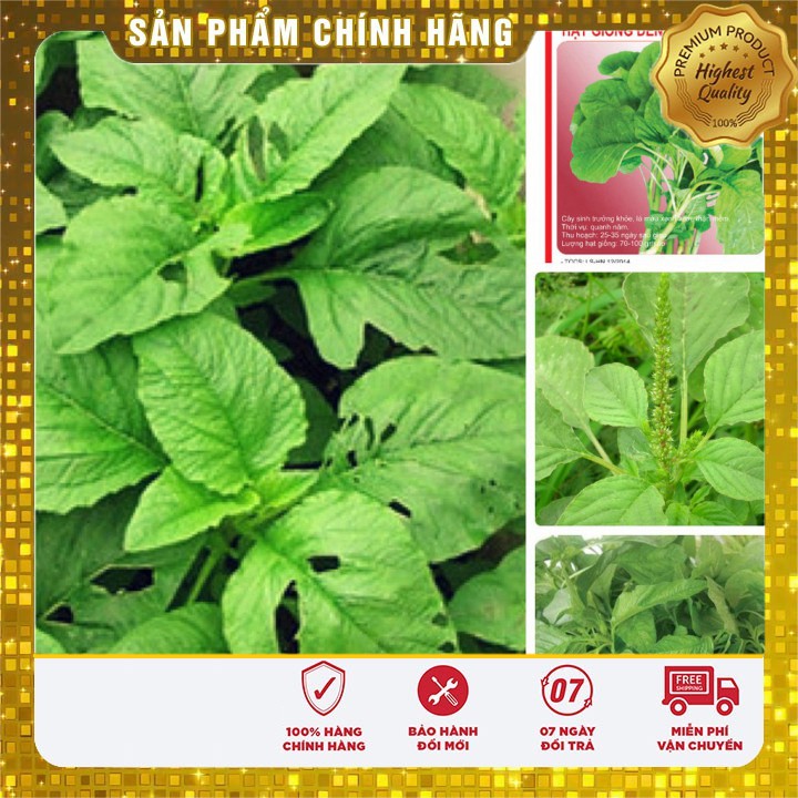 Hạt giống rau dền xanh cao sản