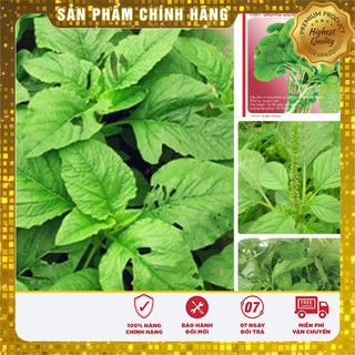 Hạt giống rau dền xanh cao sản