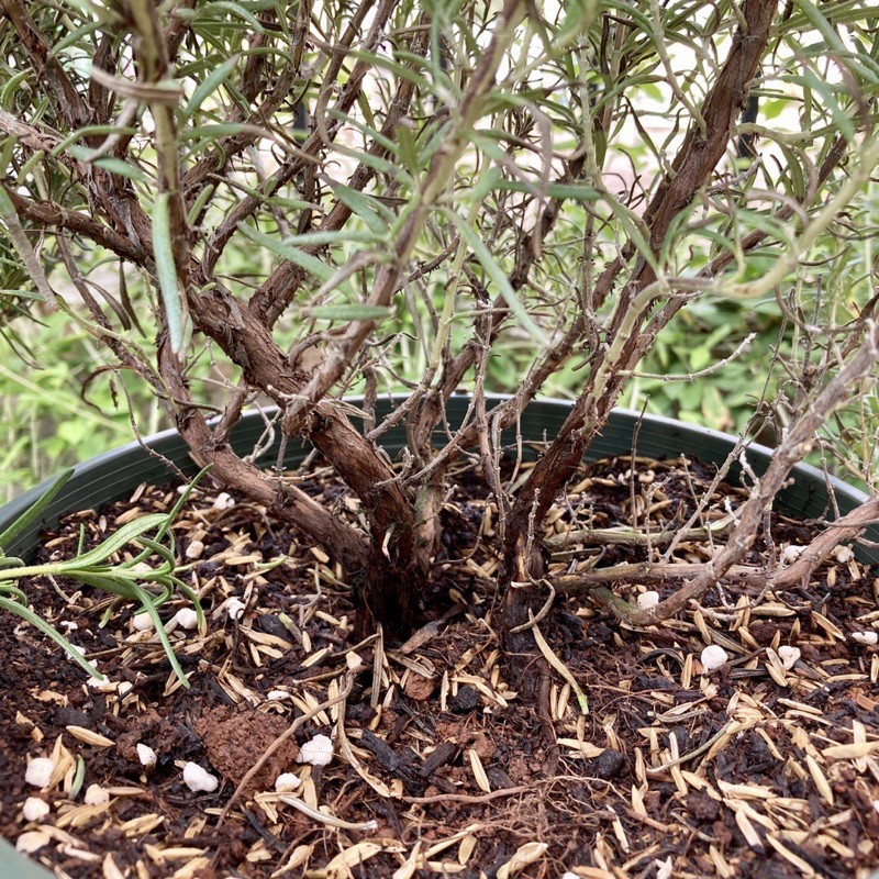 3kg Giá Thể Đất trồng cây gia vị JUN GARDEN