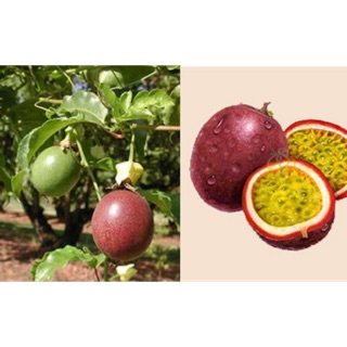 Cây chanh leo chỉ 30k