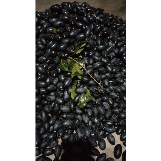 Trám đen đặc sản núi rừng 1000gr/trám om sẵn nguyên hạt hút chân không