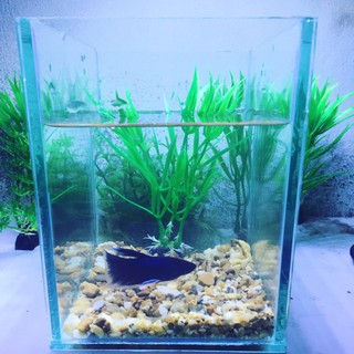 Bể cá mini để bàn _Bể nuôi Betta ( tặng thức ăn)